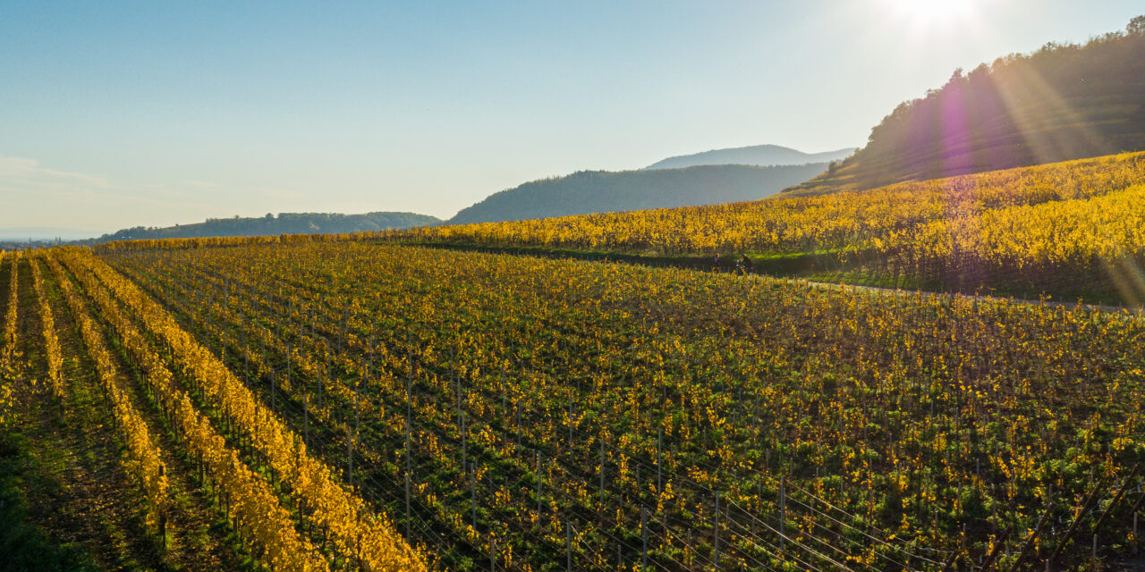 Alsácia: berço dos vinhos biodinâmicos da França