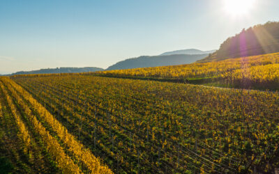 Alsácia: berço dos vinhos biodinâmicos da França