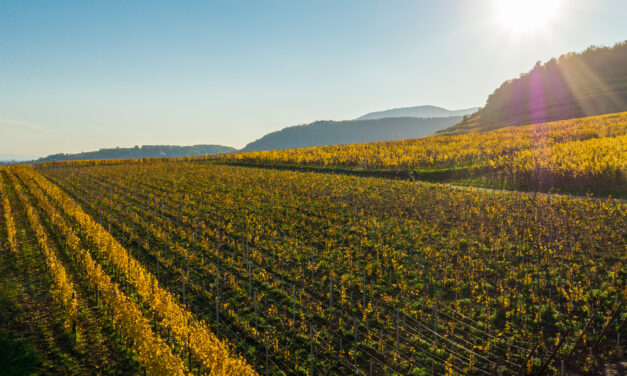 Alsácia: berço dos vinhos biodinâmicos da França