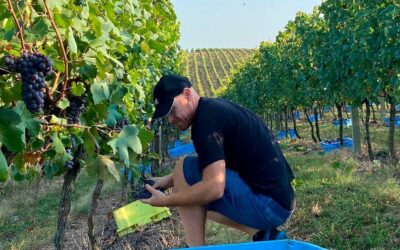 Encruzilhada do Sul, vinhos da serra do sudeste gaúcho  