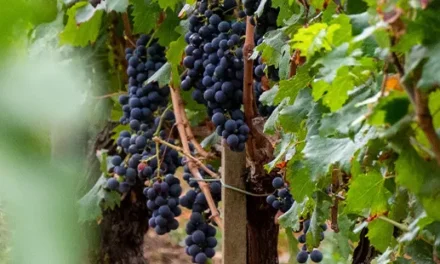 A ótima relação qualidade/preço dos vinhos de Fronsac