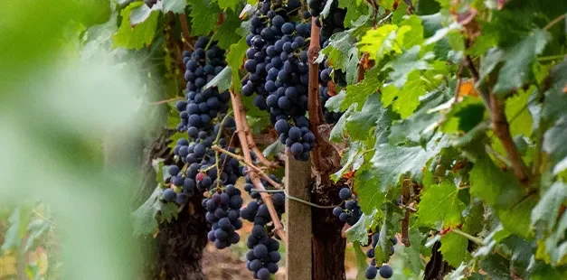 A ótima relação qualidade/preço dos vinhos de Fronsac