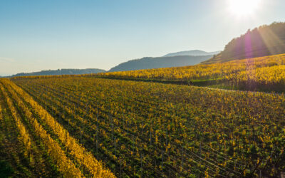 Conheça os vinhos da Alsácia e seus estilos