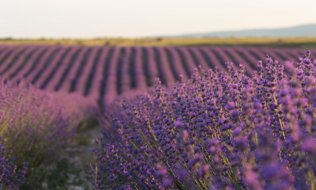 A Provence e o Domaine de la Gypière