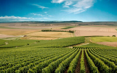 Champagne: o terroir de Vitryat e o vilarejo de Bassuet