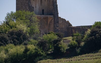 Conheça o Châteauneuf-du-Pape – Mosto Flor