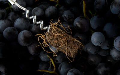 Conheça a viticultura biodinâmica
