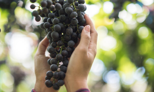 Conheça a francesa Petit Verdot