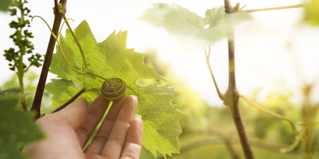 Qual é a diferença entre vinho orgânico, biodinâmico e natural?