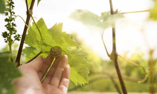 Qual é a diferença entre vinho orgânico, biodinâmico e natural?