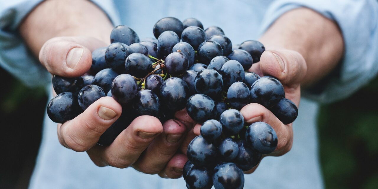 Merlot, a mais macia das castas