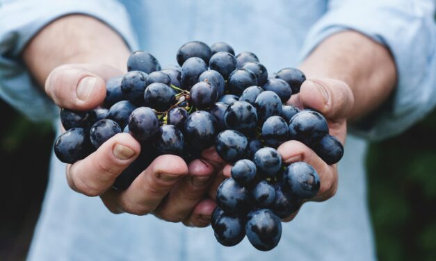 Merlot, a mais macia das castas