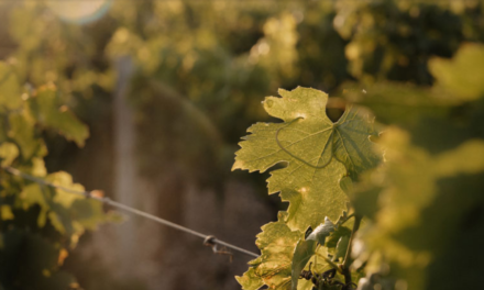 A margem esquerda de Bordeaux