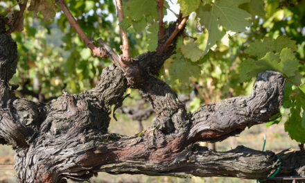 A orgânica e sustentável Fattoria di Petrognano