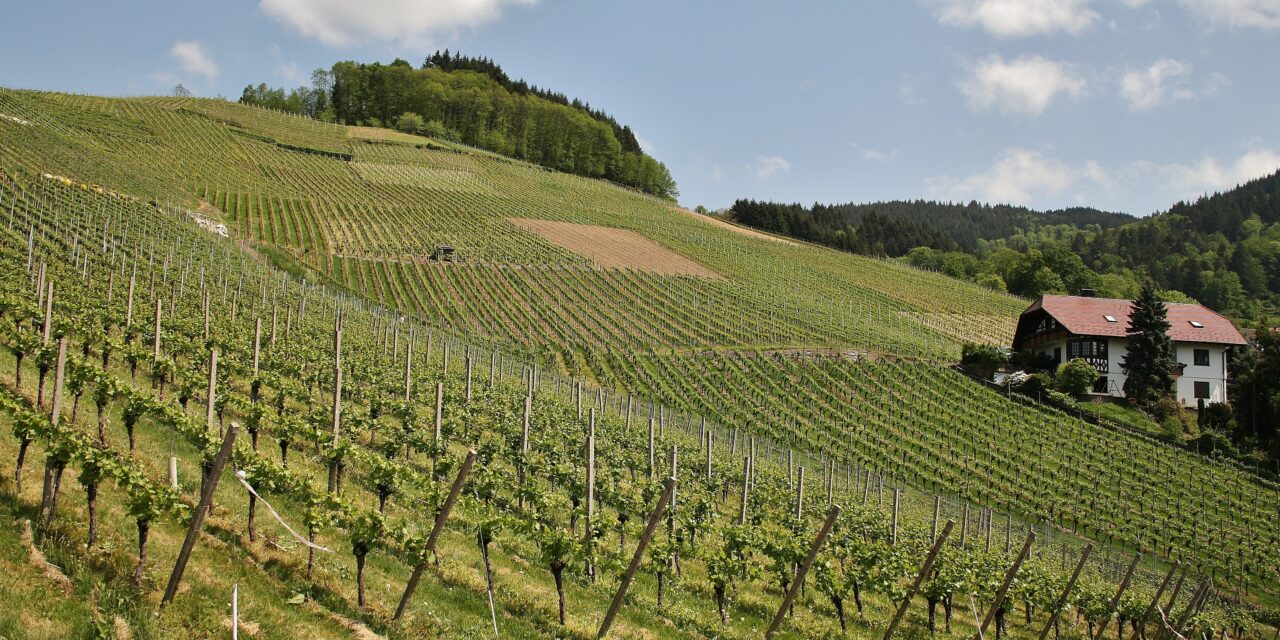 Limoux e Pays d’Oc: semenhanças, nuances e diferenças