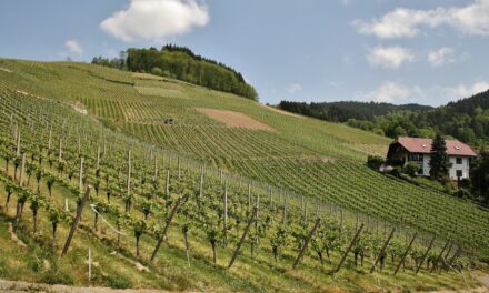 Limoux e Pays d’Oc: semenhanças, nuances e diferenças