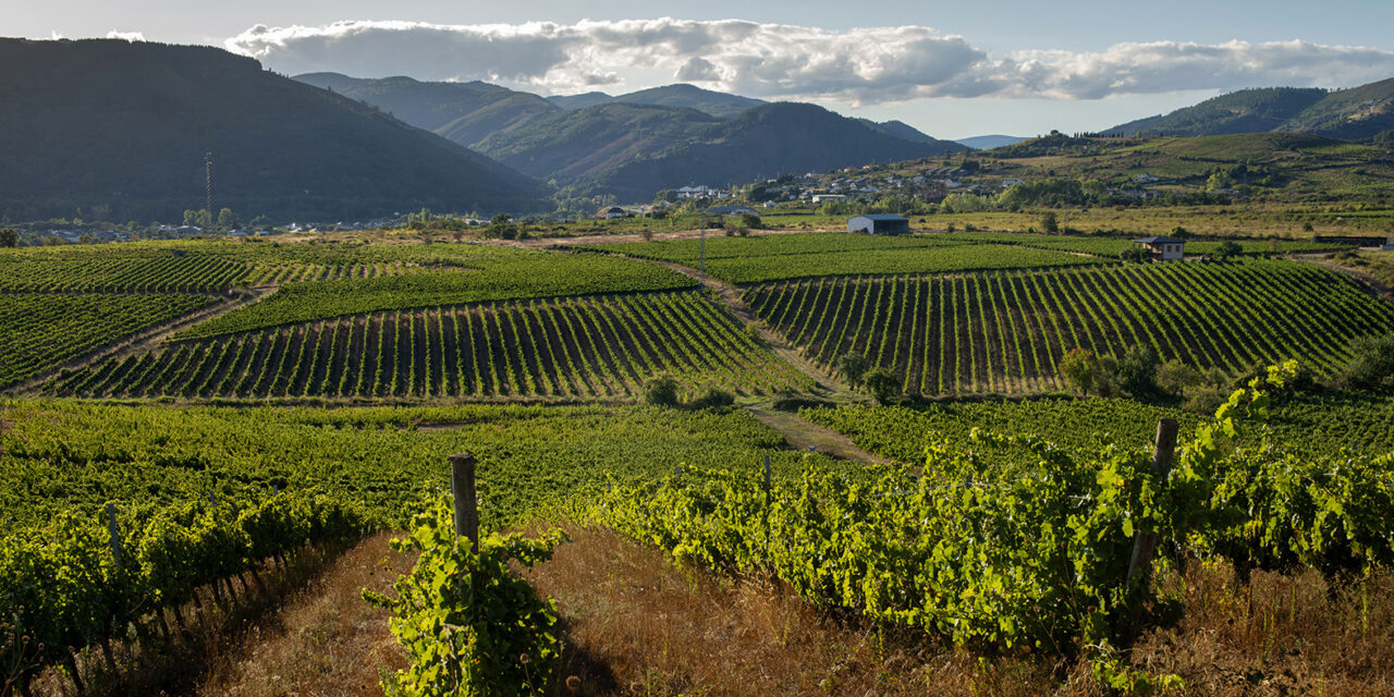 A magia da D.O. Bierzo e os vinhos da Bodegas Tenoira