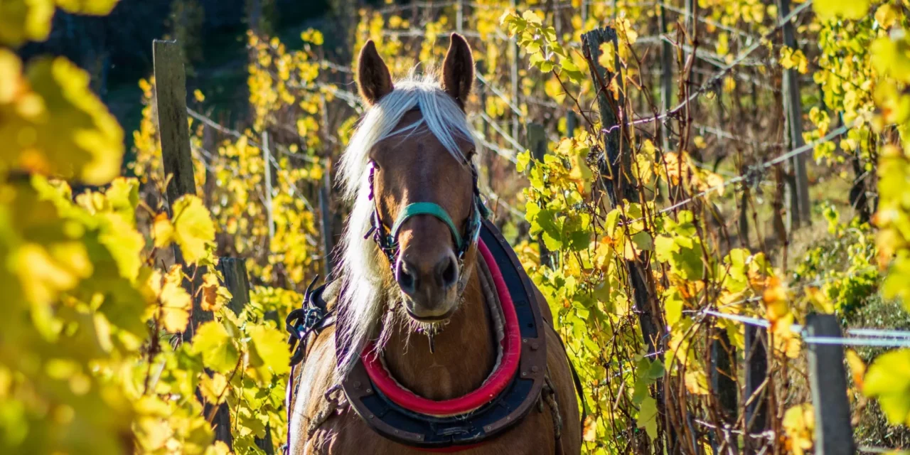 A essência e exuberância da Gewurztraminer