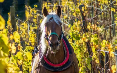 A essência e exuberância da Gewurztraminer