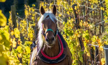 A essência e exuberância da Gewurztraminer