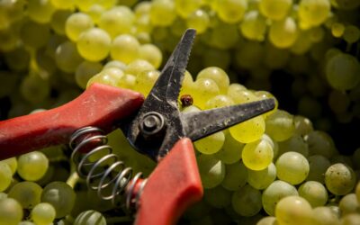 Terroir Único de Chablis