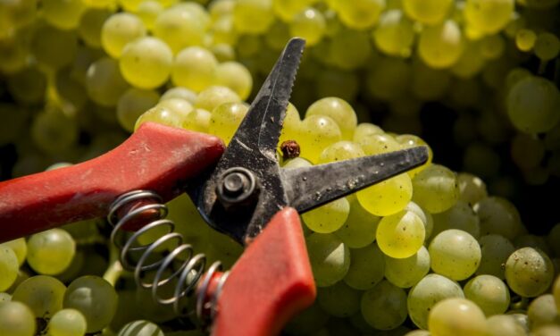 Terroir Único de Chablis