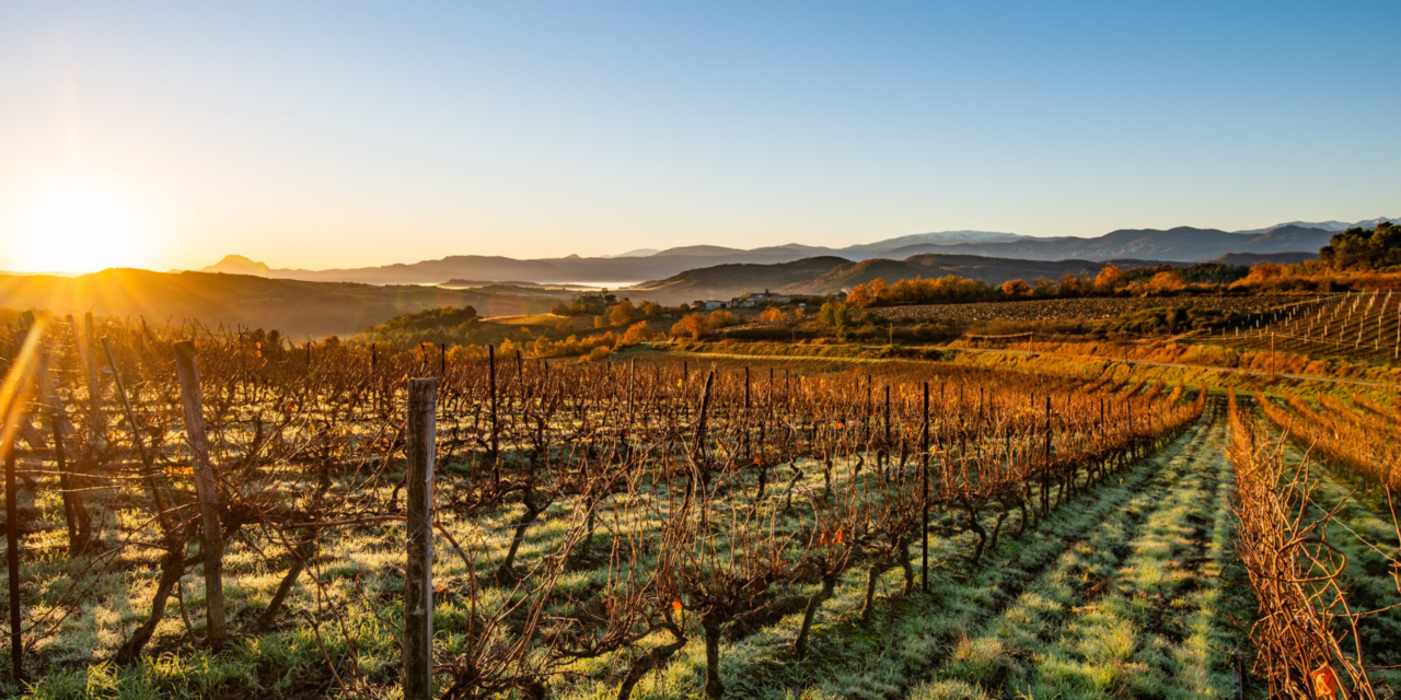 Vinhos Sieur d’Arques A Maestria da Chardonnay em Limoux