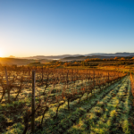 Vinhos Sieur d’Arques A Maestria da Chardonnay em Limoux