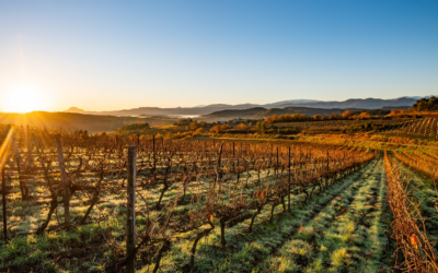 Vinhos Sieur d’Arques A Maestria da Chardonnay em Limoux