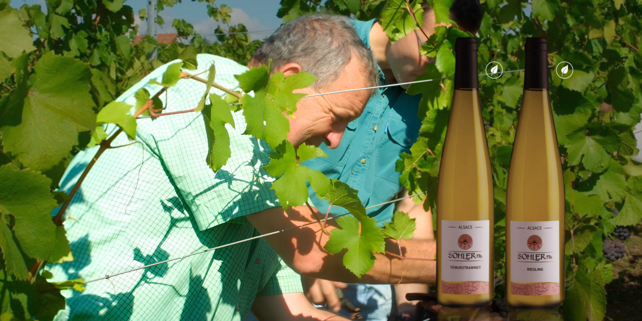 Descubra a Exclusividade dos Vinhos Artesanais da Alsácia da Domaine Sohler Fils