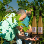 Descubra a Exclusividade dos Vinhos Artesanais da Alsácia da Domaine Sohler Fils