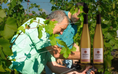 Descubra a Exclusividade dos Vinhos Artesanais da Alsácia da Domaine Sohler Fils