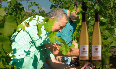 Descubra a Exclusividade dos Vinhos Artesanais da Alsácia da Domaine Sohler Fils