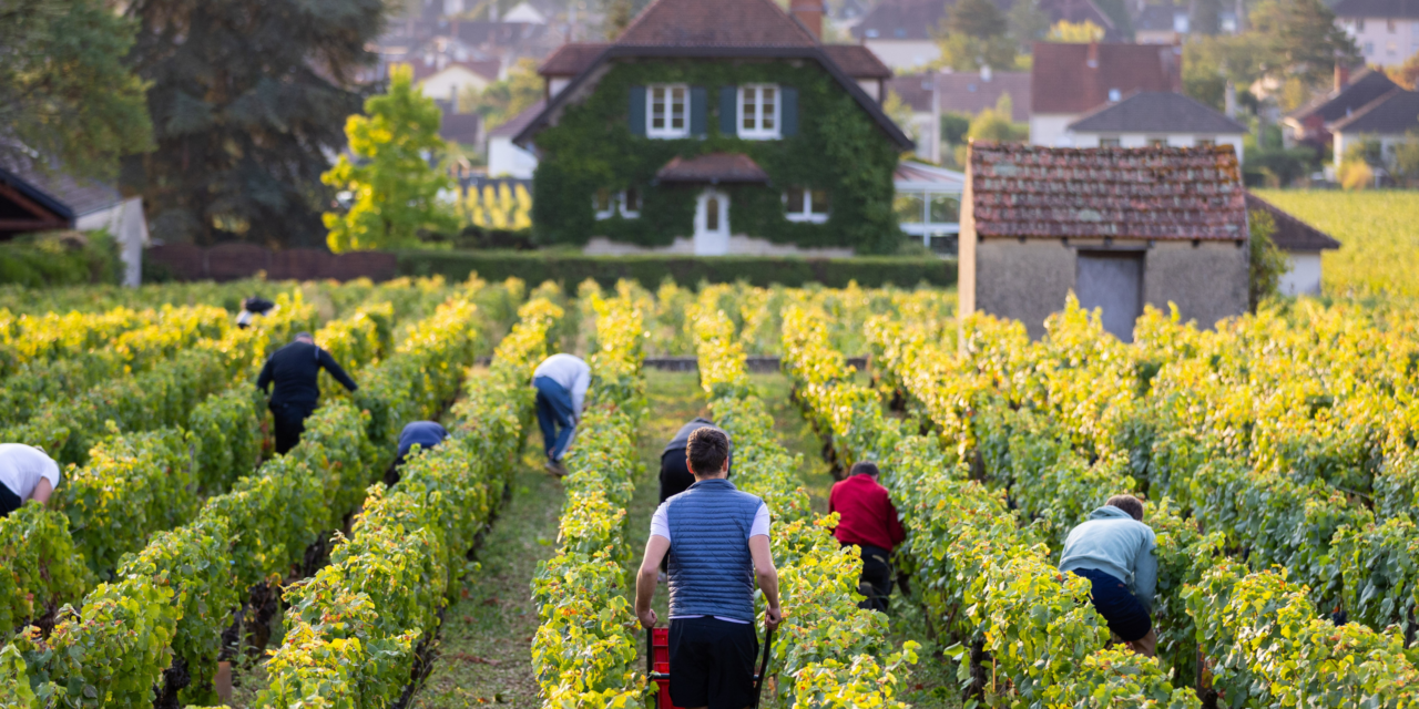 Borgonha – Tradição, Prestígio e o Caráter da Pinot Noir e Chardonnay