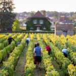 Borgonha – Tradição, Prestígio e o Caráter da Pinot Noir e Chardonnay