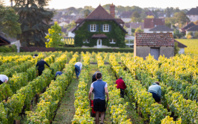 Borgonha – Tradição, Prestígio e o Caráter da Pinot Noir e Chardonnay