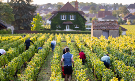 Borgonha – Tradição, Prestígio e o Caráter da Pinot Noir e Chardonnay